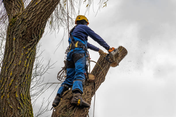 Best Firewood Processing and Delivery  in Englewood, NJ