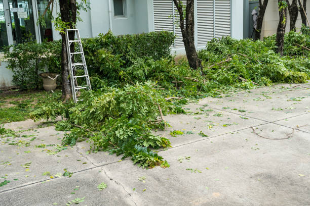 Best Emergency Tree Removal  in Englewood, NJ