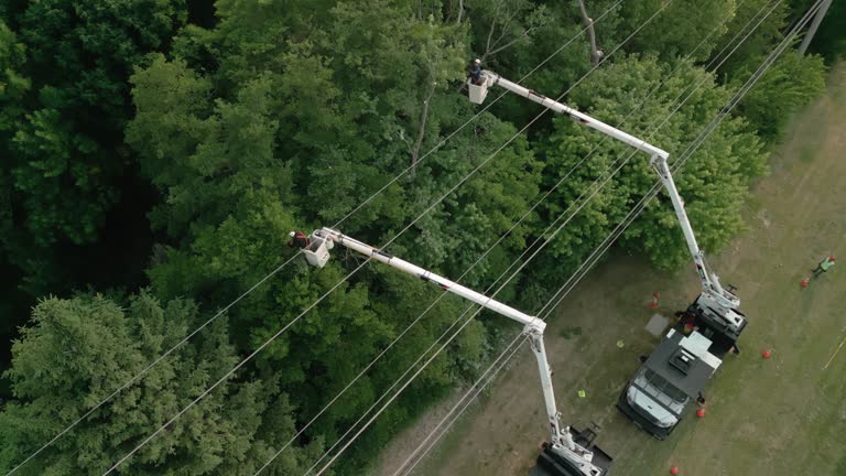 Best Commercial Tree Services  in Englewood, NJ