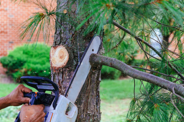 Reliable Englewood, NJ Tree Removal Solutions